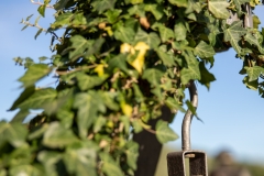 Carrucola del pozzo